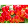 Online Orchards Dwarf Rainier Cherry Tree Bare Root FTCH001