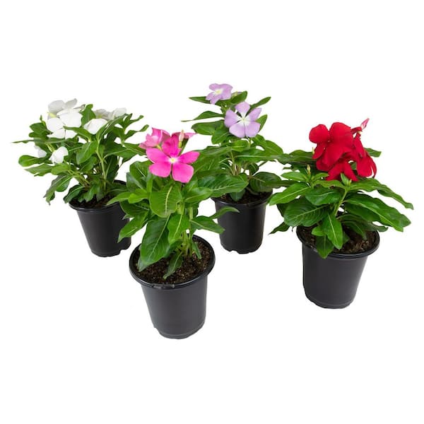 Multicolor Vinca Flowering Garden Plants (4 Pack), Deer Resistant, Colorful Flowers for Spring, 4 in. Grower Pots