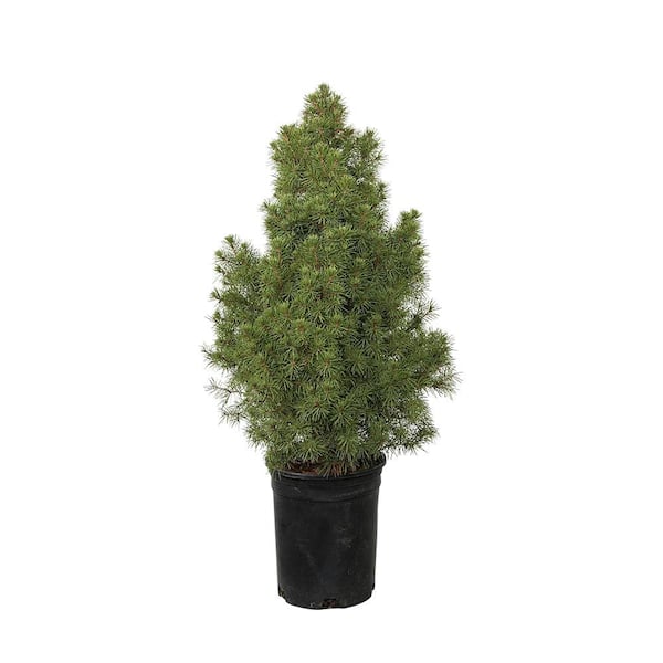 FLOWERWOOD 2.5 Qt. Dwarf Alberta Spruce, Pyramidal Evergreen Shrub/Tree