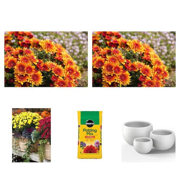 6 in. Orange and Yellow Mum Plant (2-Pack), 50 qt. Potting Mix, and Concrete Planter (3-Set)