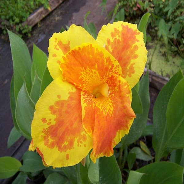 Unbranded 4 in. King Humbert Canna Potted Bog/Marginal Pond Plant