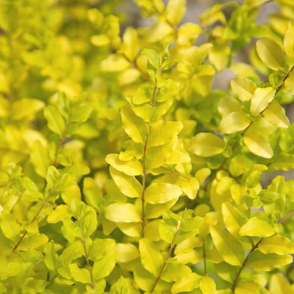 2 Gal. Sunshine Ligustrum Evergreen Shrub, Bright Golden-Yellow Foliage