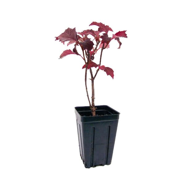 4 In. Pot, Ruby Slippers Oakleaf Hydrangea Shrub, White Flowering Potted Starter Plant (1-Pack)