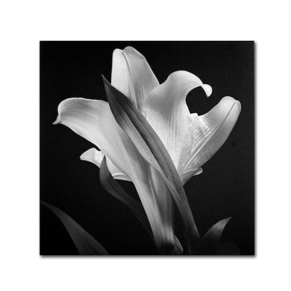Trademark Fine Art 24 in. x 24 in. "Lily" by Michael Harrison Printed Canvas Wall Art
