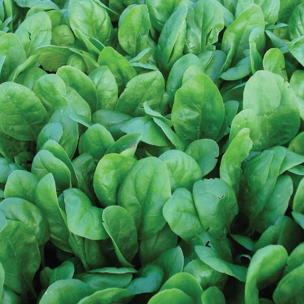 Seeds of Change Corvair F-1 Spinach