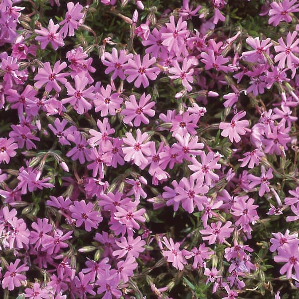 Unbranded 1 Qt. Creeping Purple Phlox Plant