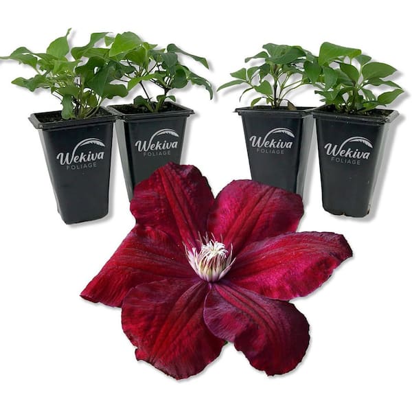 Wekiva Foliage Clematis Rouge Cardinal 4-Live Starter Plants in 2 in. Growers Pots-Starter Plants-Rare Clematis