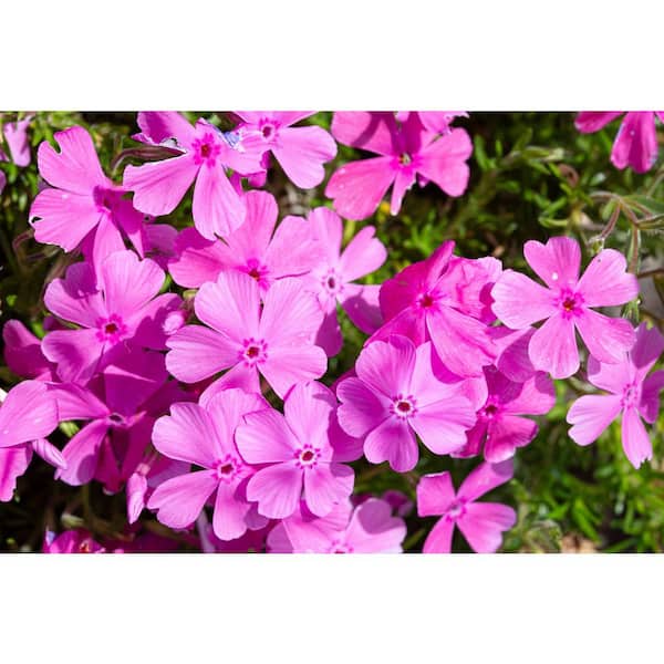 BELL NURSERY 2.5 Qt. Pink Creeping Phlox Live Flowering Perennial Plant