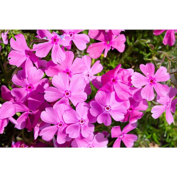 BELL NURSERY 2.5 qt. Pink Creeping Phlox Live Flowering Perennial Plant (3-Pack)
