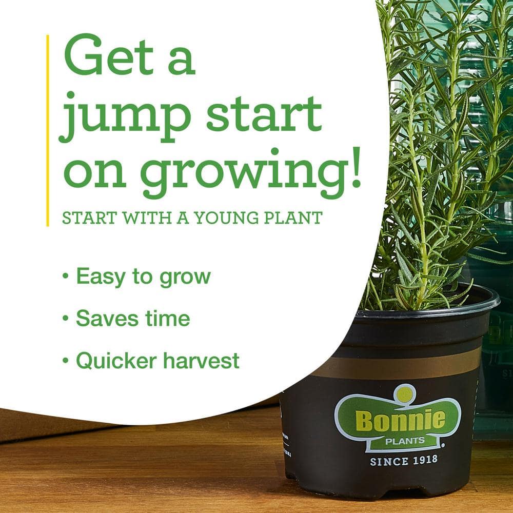 Fresh Green Cilantro Herb Plant 2-Pack