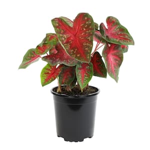 Red and Green Caladium Strap Leaf Outdoor Garden Annual Plant in 2.5 qt. Grower Pot