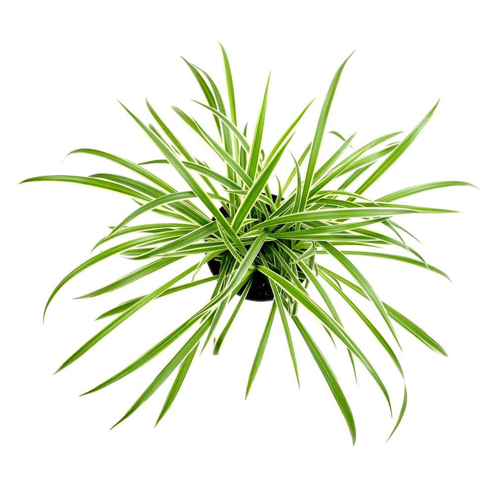 12-Inch Green and White Spider Plant in Black Plastic Hanging Planter
