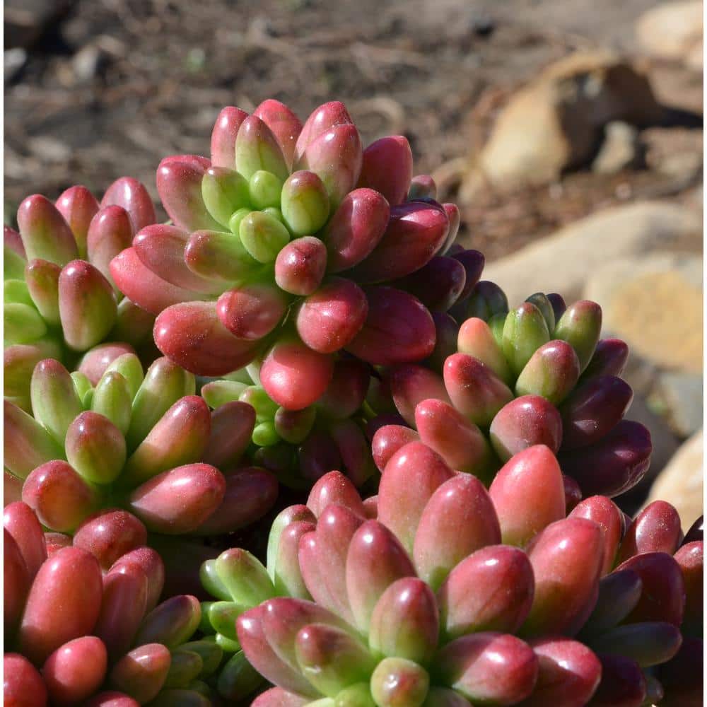 Assorted 2.5 Inch Multicolor Succulent Collection in Black Pots