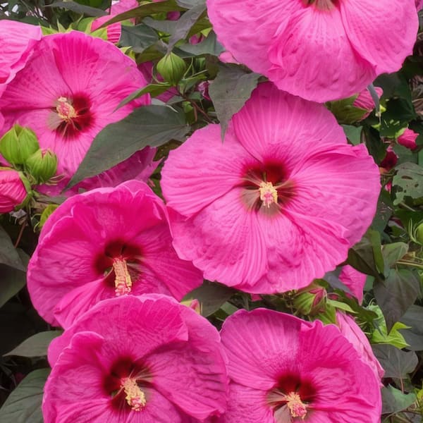 national PLANT NETWORK 3 Gal. Hibiscus Head Over Heels Passion