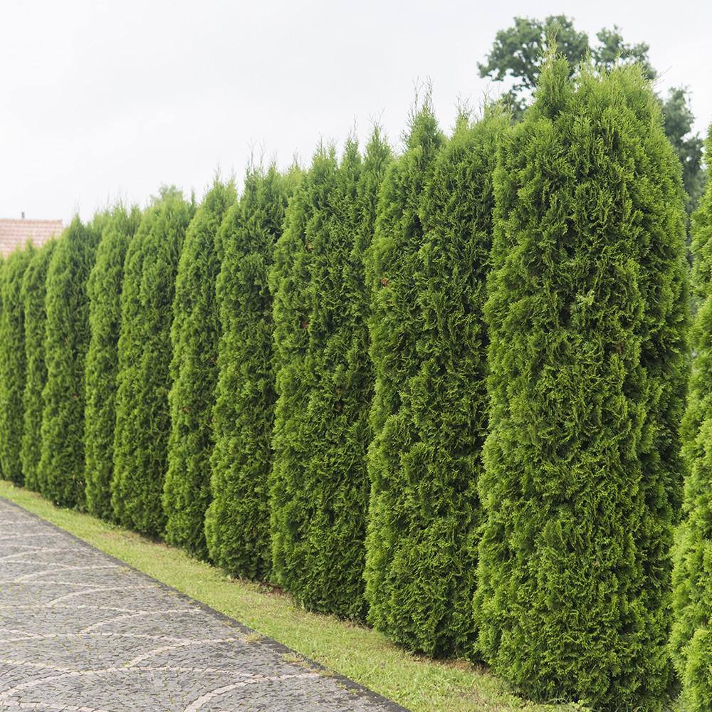 Emerald Green Arborvitae Living Christmas Tree with Red Burlap Wrap