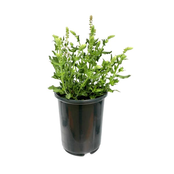 Unbranded 1.5 Gal. Salvia Salute White Perennial Plant with White Flowers (1-Pack)