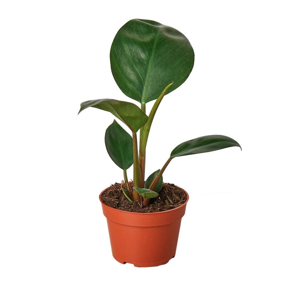 Seaboard instinkt Æble Conjo Rojo Philodendron Plant in 4 in. Grower Pot 4_PHILODENDRON_CONGO.ROJO  - The Home Depot