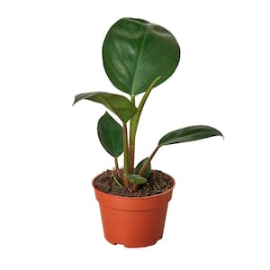 Perfect Plants Philodendron 'Brasil' Indoor Plant in 6 in. Growers Pot  (2-Pack), Heavily Variegated Green Vines THD00479 - The Home Depot