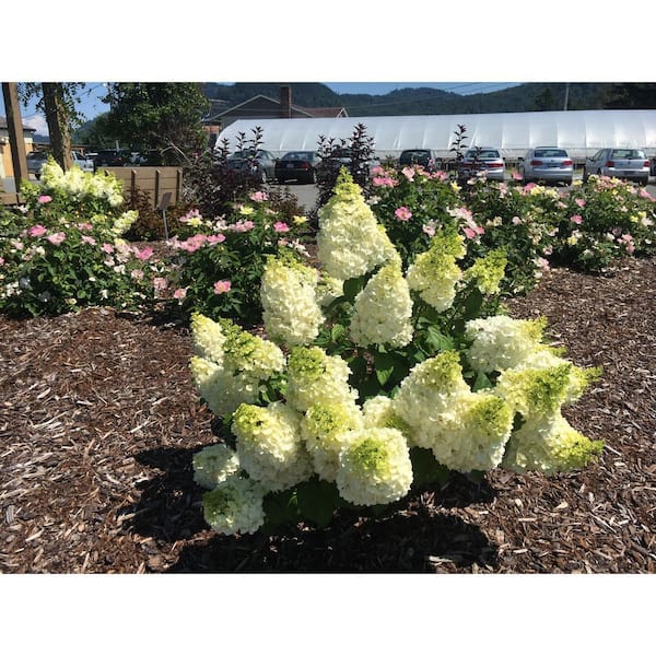 ♡aromantic hydrangea♡ Overjoyed Boutique Hydrangea 3 Stem - Each (colors may vary