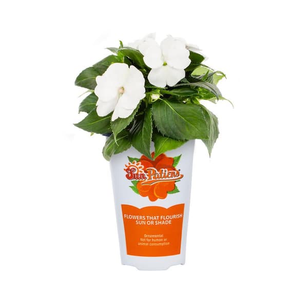 SunPatiens 1 Qt. White SunPatiens Impatiens Outdoor Annual Plant with White-Cream Flowers