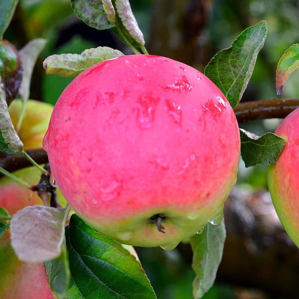 Unbranded 7 gal. Pink Lady Apple Tree