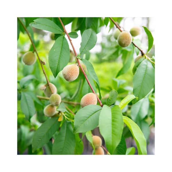 Perfect Plants 4-5 ft. Tall Flordaking Peach Tree in Grower's Pot