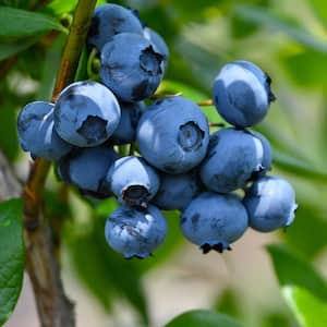 2.5 Qt. Woodard Blueberry Shrub(Rabbiteye) Bush - Fruit-bearing Shrub