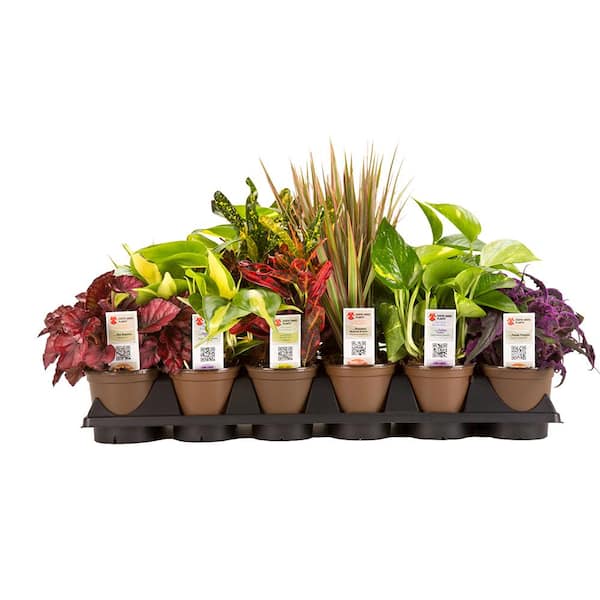 Unbranded 3.8 in. Angel Assortment No Ivy Plant in Grow Pot