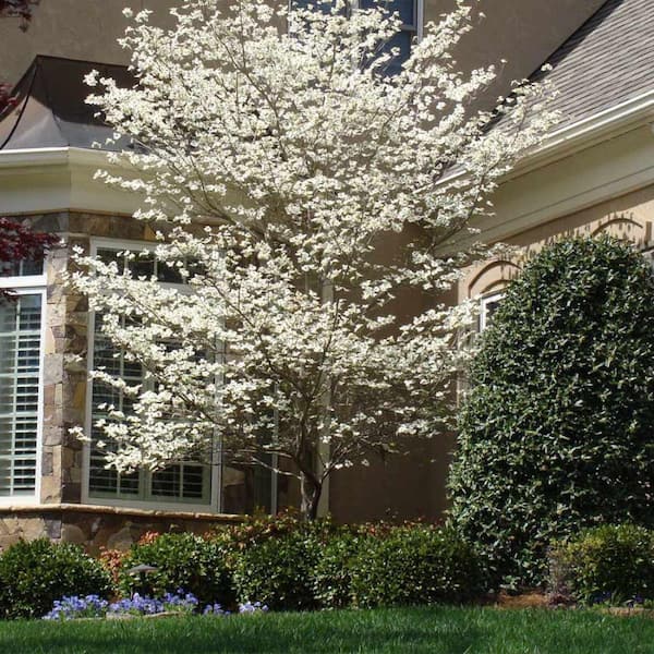 7 Gal. Cloud 9 Dogwood Flowering Deciduous Tree with White Flowers