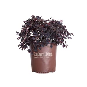 2 Gal. Purple Diamond Loropetalum, Evergreen Shrub with Purple Foliage, Pink Flowers