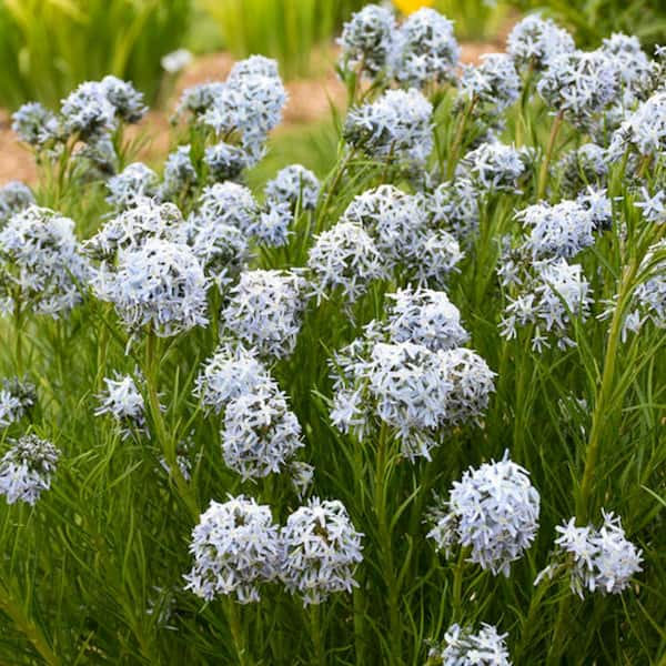 PROVEN WINNERS 1 Gal. 'String Theory' (Amsonia) Live Plant, Blue Flowers