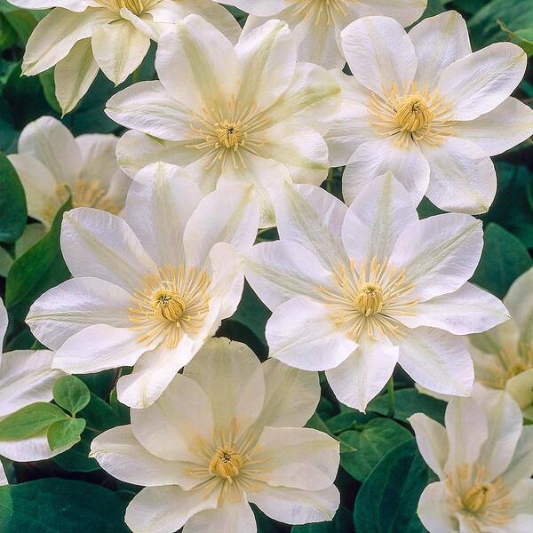 Spring Hill Nurseries 2 in. Pot Guernsey Cream Clematis Live Perennial Plant White Flowering Vine (1-Pack)