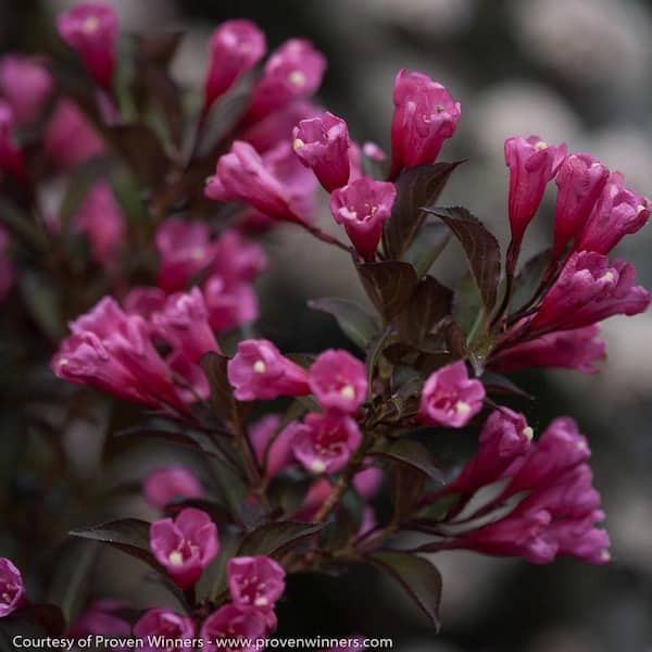 2 Gal. Wine & Roses Weigela (Florida) Live Shrub, Dark Purple Foliage and Rosy Pink Flowers