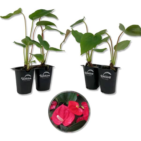 Wekiva Foliage Red Sensation Anthurium-4 Live Starter Plants in 2 in. Pots-Anthurium Andraeanum-Elegant Low Maintenance