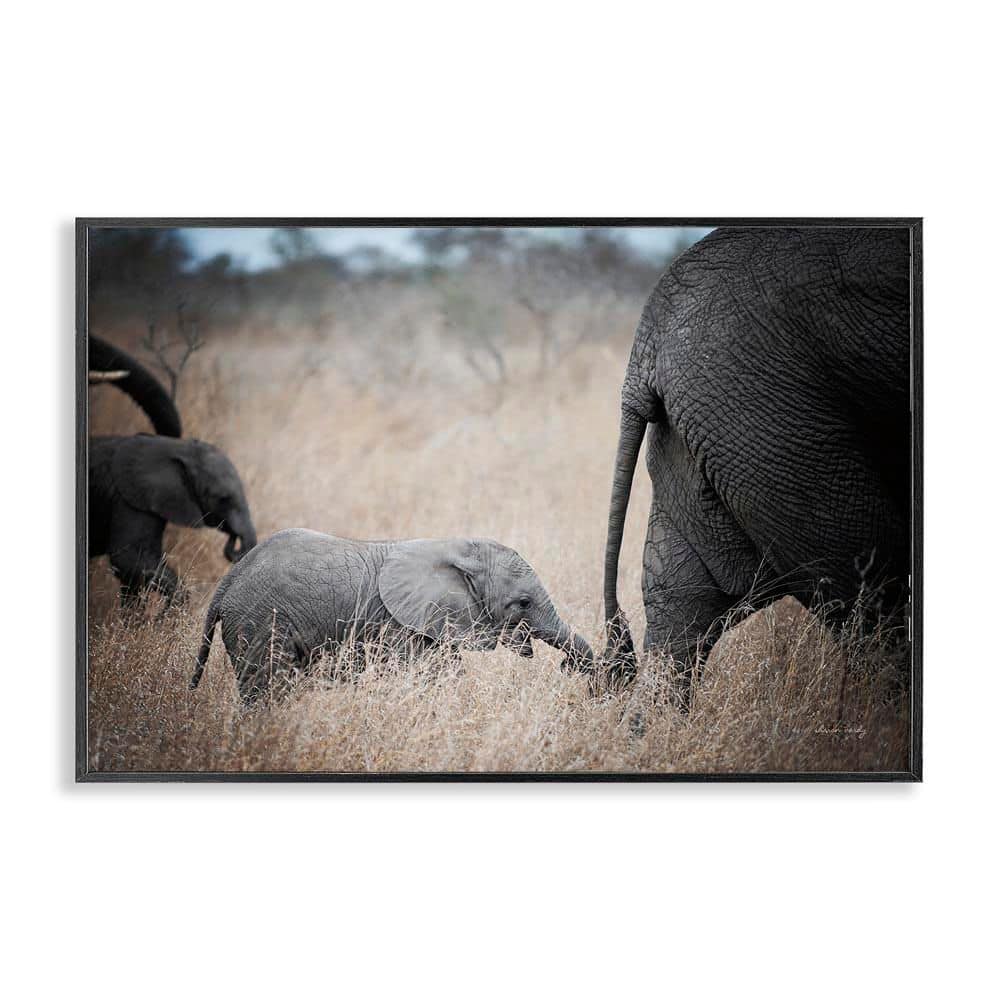 Baby Elephant Strolling by Sharon Vardy Black Framed Animal Giclee Art Print 12 in. x 18 in. price history on PriceWatchPro