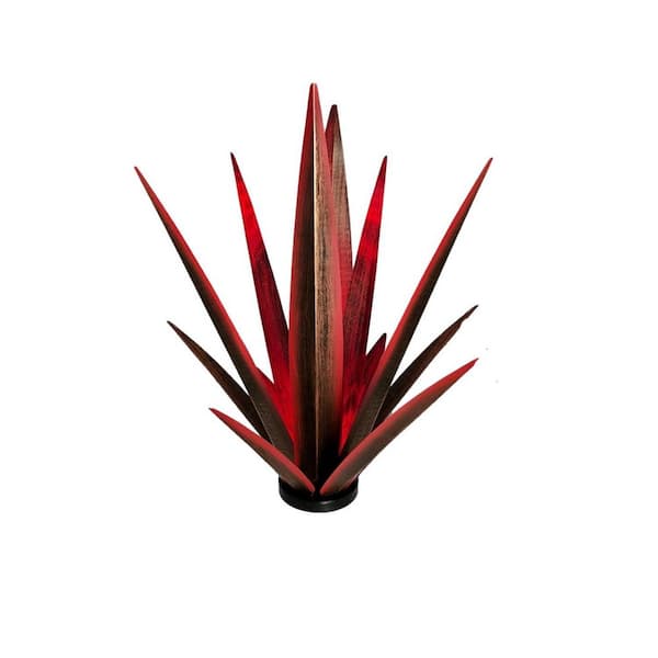 anthurium cuspidatum Anthurium cuspidatum Amazonas - Large Ribbed Heart Leaves