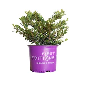3 Gal. Coppertone Distylium, Live Evergreen Shrub, Copper-red New Foliage