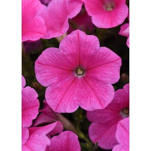 1 Qt. Pink Cosmo Easy Wave Petunia Annual Live Plant with Pink Flowers (4-Pack)