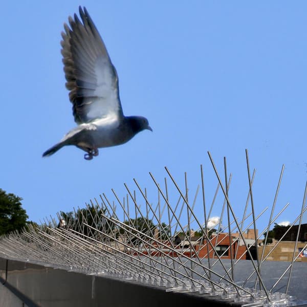 Fence Spikes - Bird Deterrent - Anti Pigeon Spikes - Effective & Easy to  Mount