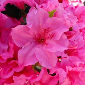 2 Gal. Echo Pink Explosion Azalea Shrub with Dark Pink Reblooming Flowers
