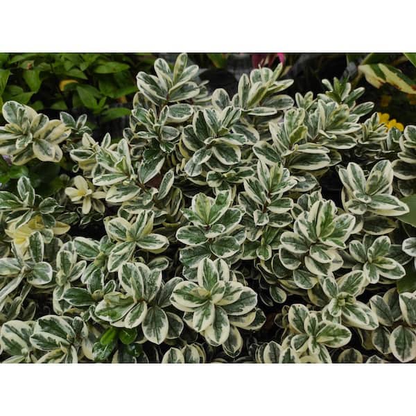 Online Orchards 1 Gal. Silver King Euonymus Shrub Evergreen Leaves with Silvery White Edges