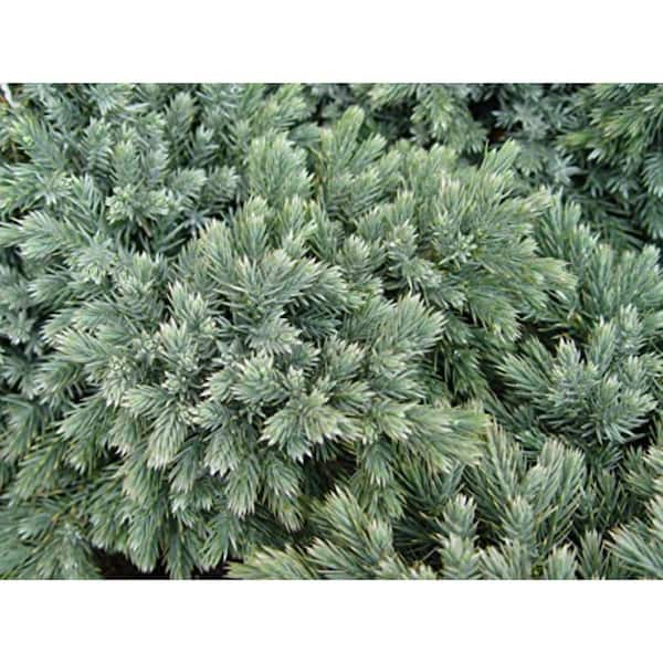 3 gal. Blue Star Juniper, Live Plant with Green Blue Foliage, Zone 4-8 (1 Pack)