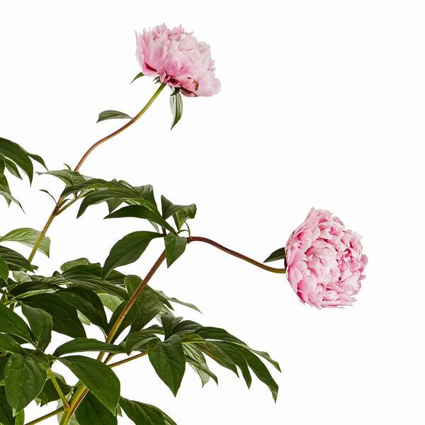 6/Pcs Peony Flower Metal Die Cuts for Card Making Spring Flower