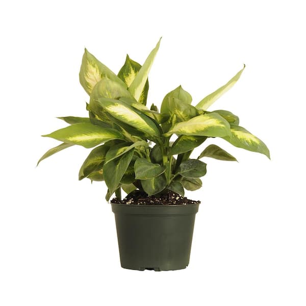 United Nursery Dieffenbachia Camille Dumb Cane Live Plant in 6 inch Grower Pot