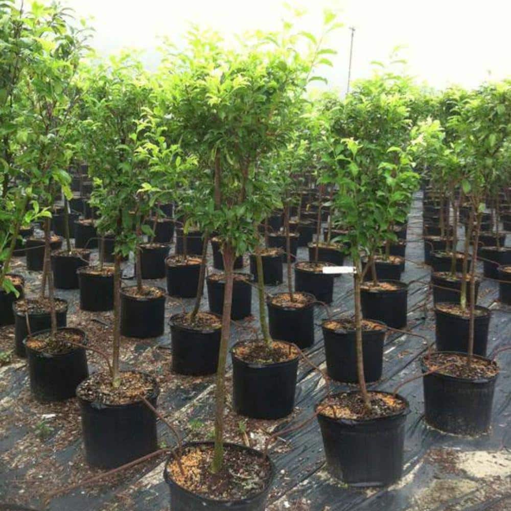 7 Gal. Santa Rosa Plum Tree