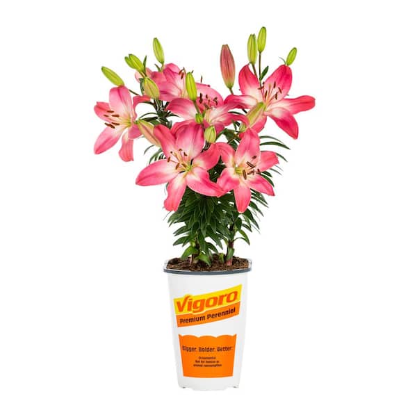 vigoro-perennials-1005117289-