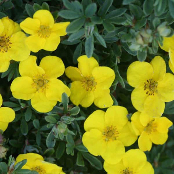 2.0 Gal. Potentilla Happy Face Yellow (Potentilla f. 'Happy Face Yellow') Shrub with Bright Yellow Flowers 1-Each