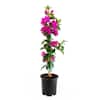 EVERDE GROWERS 2.5 Qt. Elizabeth Angus Bougainvillea Vine Plant ...