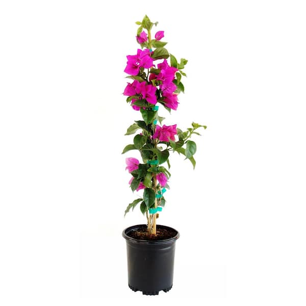 EVERDE GROWERS 2.5 Qt. Elizabeth Angus Bougainvillea Vine Plant