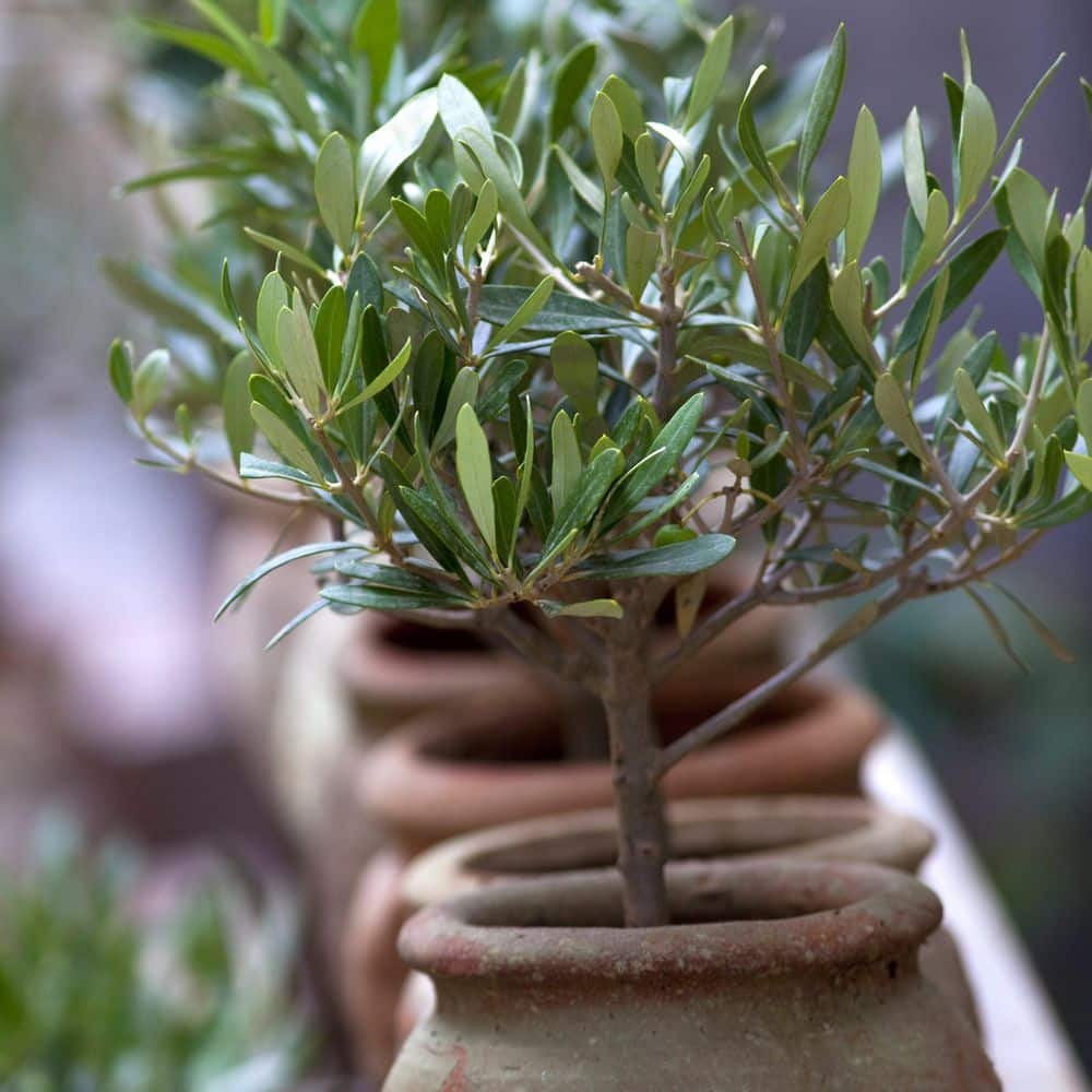 Wilsonii Olive Tree 20' Creamy White Blooms Full Sun Evergreen
